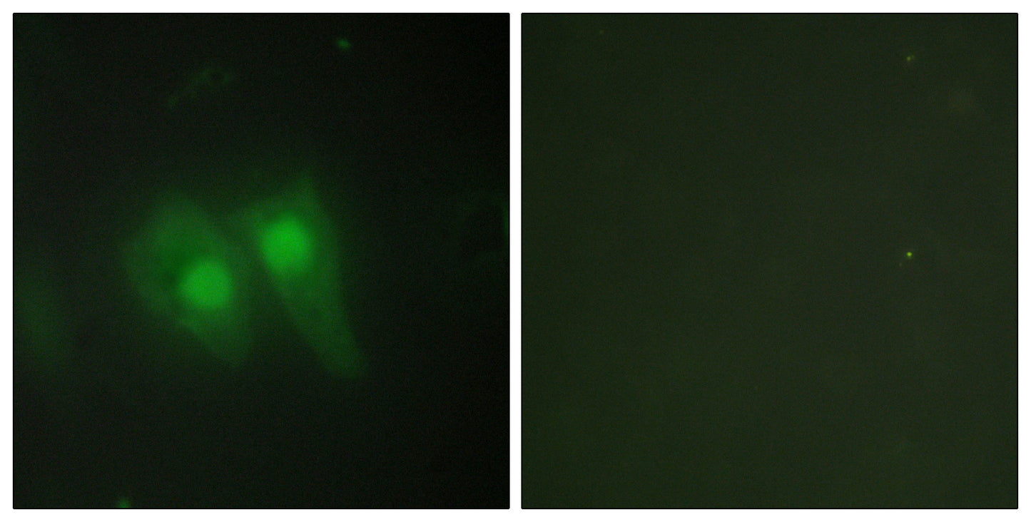 pHyde Rabbit Polyclonal Antibody