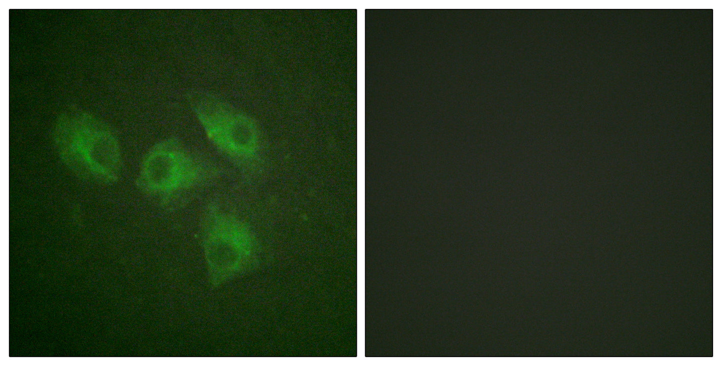 PI 3-kinase p85α Rabbit Polyclonal Antibody