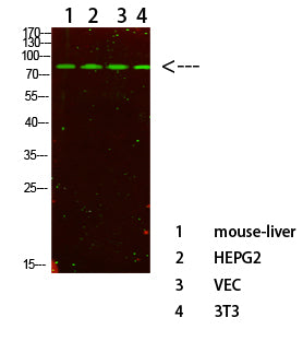 PI 3-kinase p85α Rabbit Polyclonal Antibody