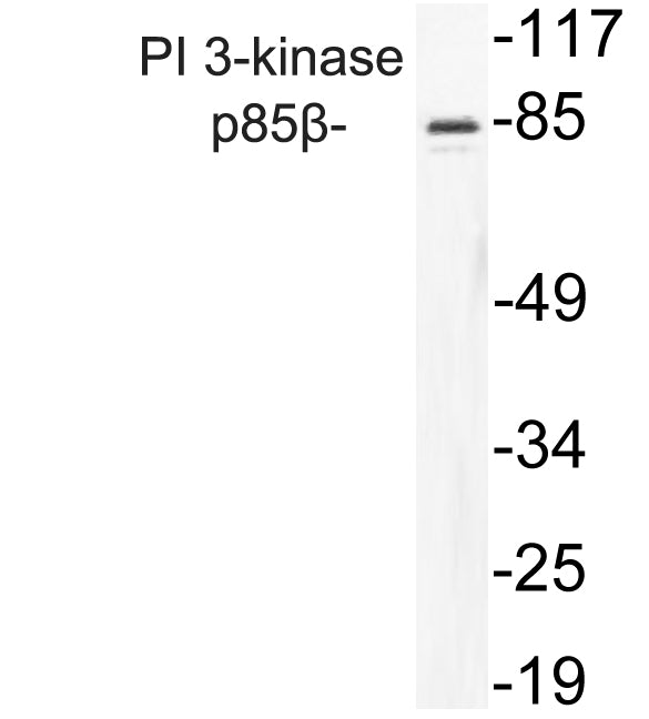 PI 3-kinase p85β Rabbit Polyclonal Antibody