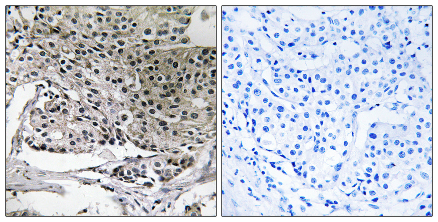 PIG-Y Rabbit Polyclonal Antibody