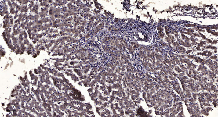 Pim-2 Rabbit Polyclonal Antibody