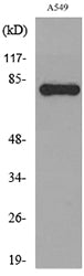PKC γ Rabbit Polyclonal Antibody