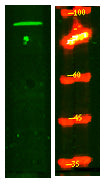 PNISR Rabbit Polyclonal Antibody