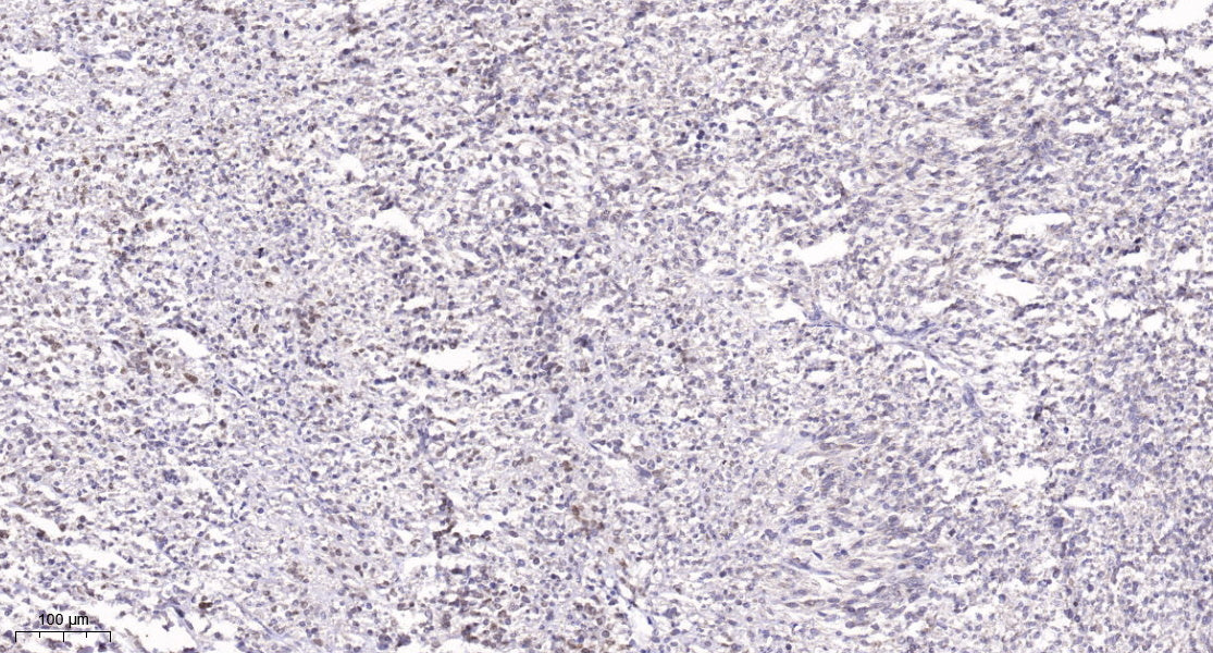POLD4 Rabbit Polyclonal Antibody