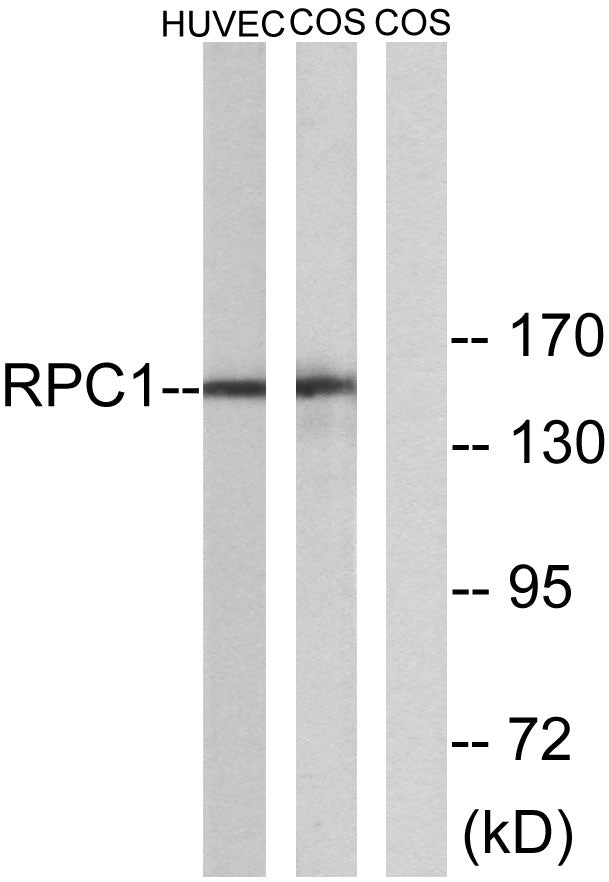 POLR3A Rabbit Polyclonal Antibody