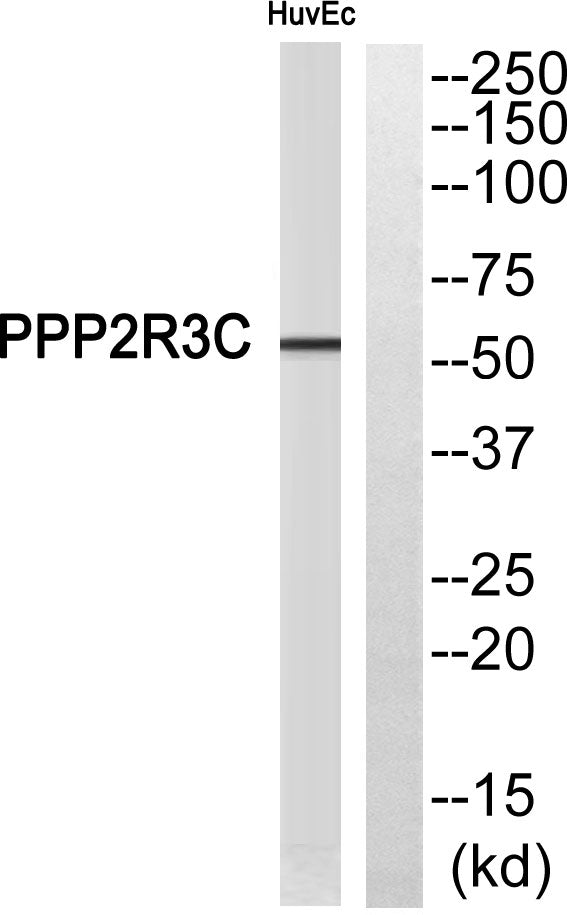 PPP2R3C Rabbit Polyclonal Antibody