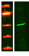 PR38B Rabbit Polyclonal Antibody