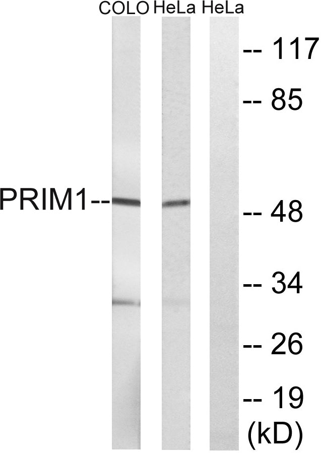 PRIM1 Rabbit Polyclonal Antibody