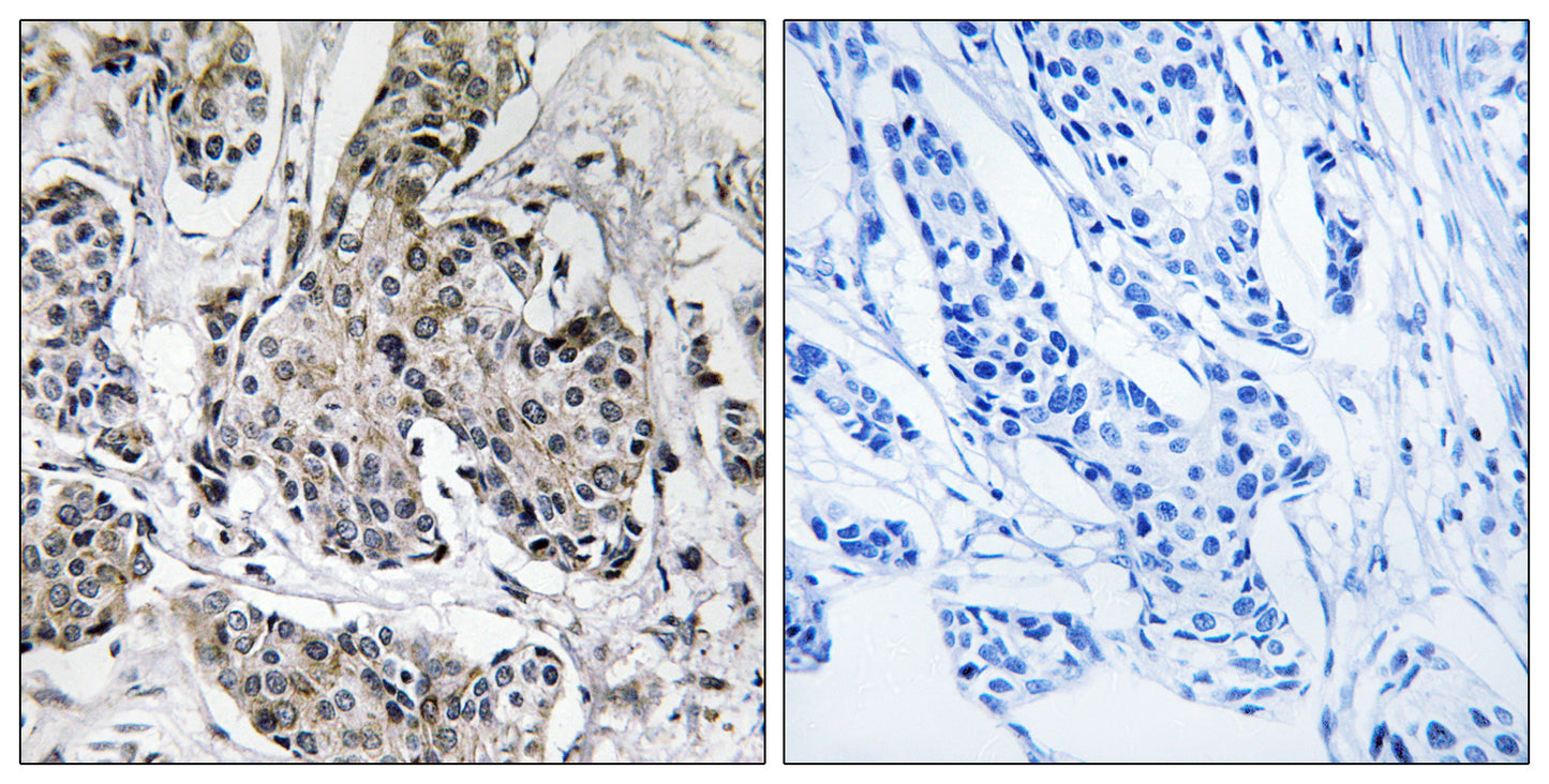 PRKX Rabbit Polyclonal Antibody
