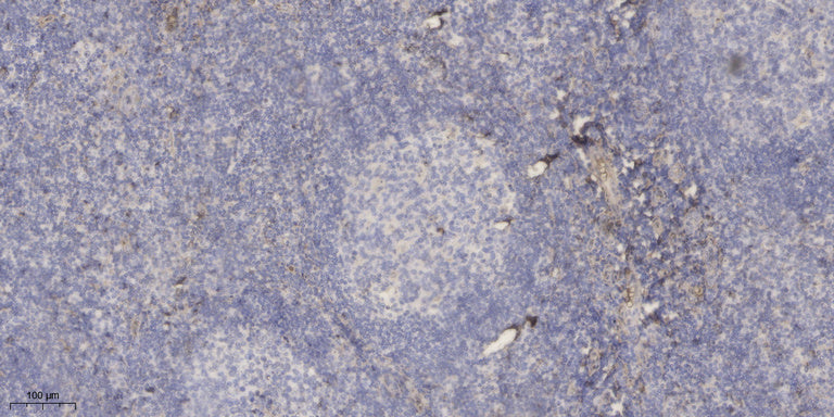 PSG3 Rabbit Polyclonal Antibody