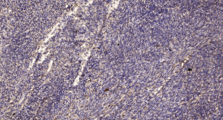 PTPα Rabbit Polyclonal Antibody