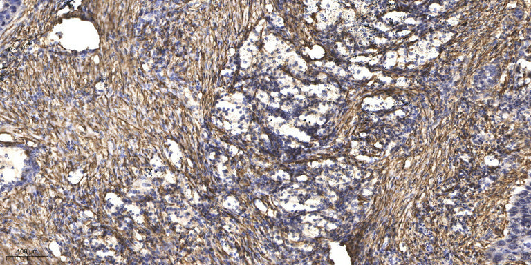 Rab 24 Rabbit Polyclonal Antibody