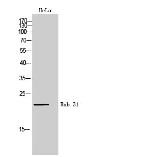 Rab 31 Rabbit Polyclonal Antibody