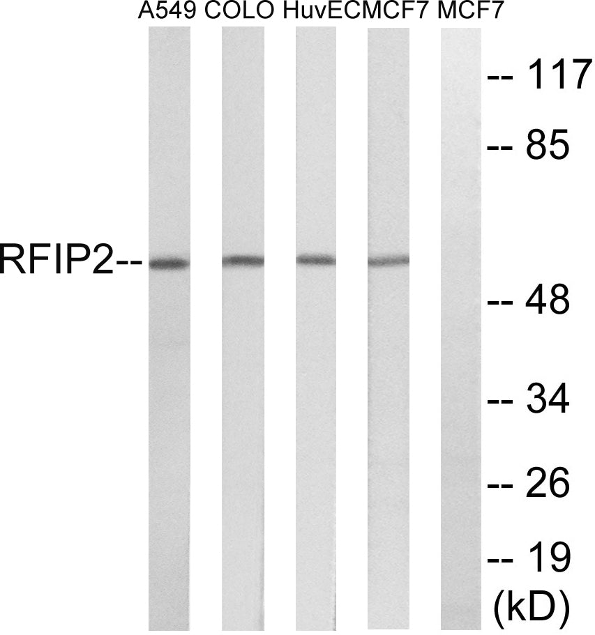 Rab11-FIP2 Rabbit Polyclonal Antibody