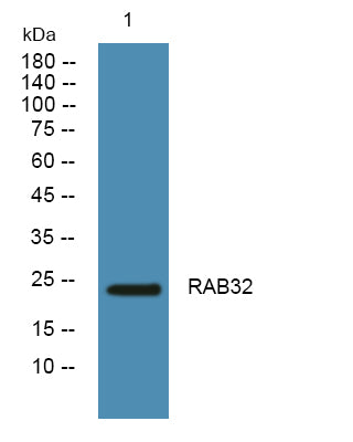 RAB32 Rabbit Polyclonal Antibody