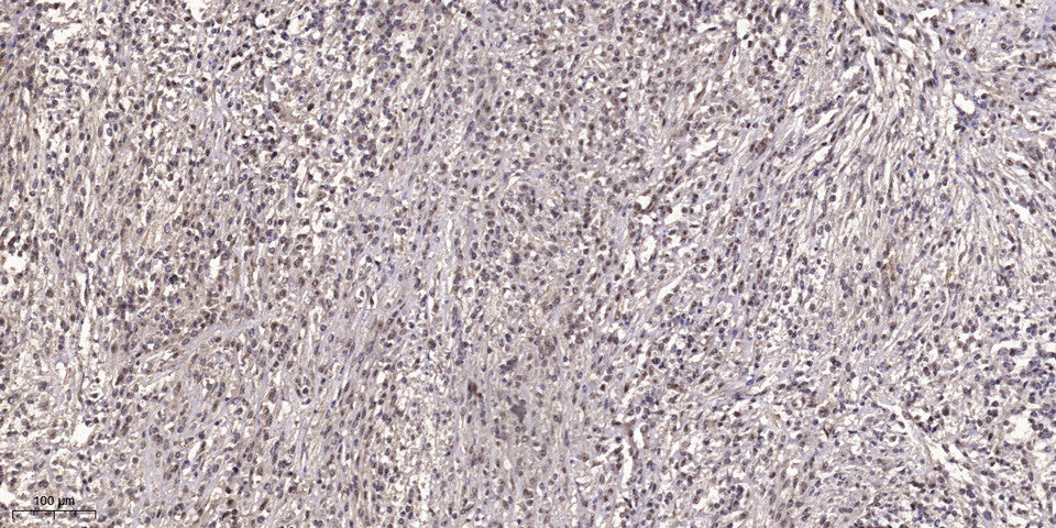 Rag B Rabbit Polyclonal Antibody