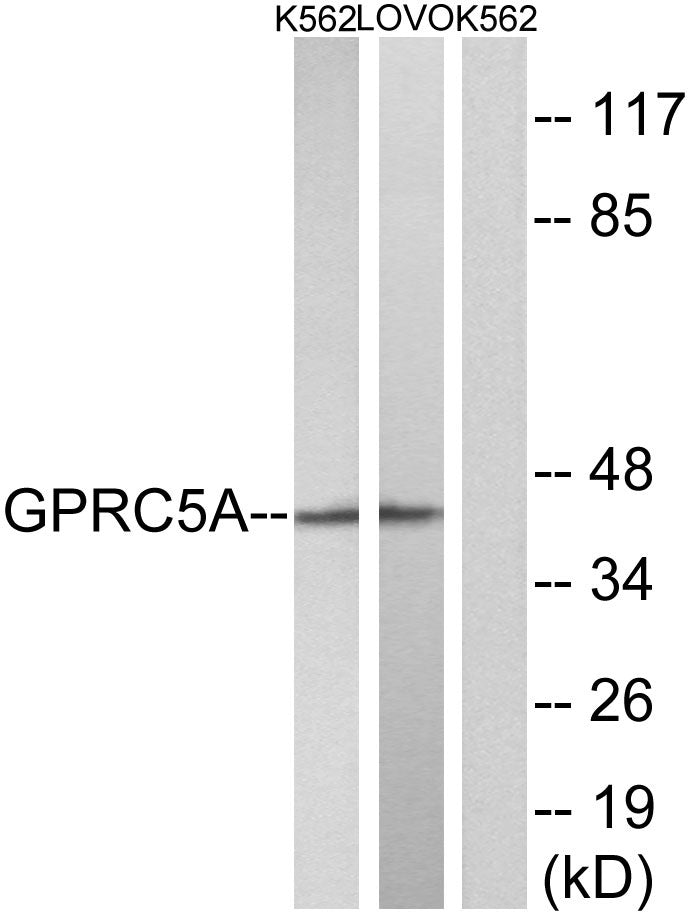 RAI3 Rabbit Polyclonal Antibody