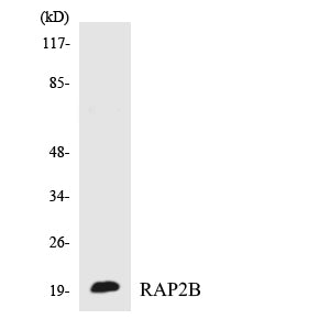 Rap 2B Rabbit Polyclonal Antibody