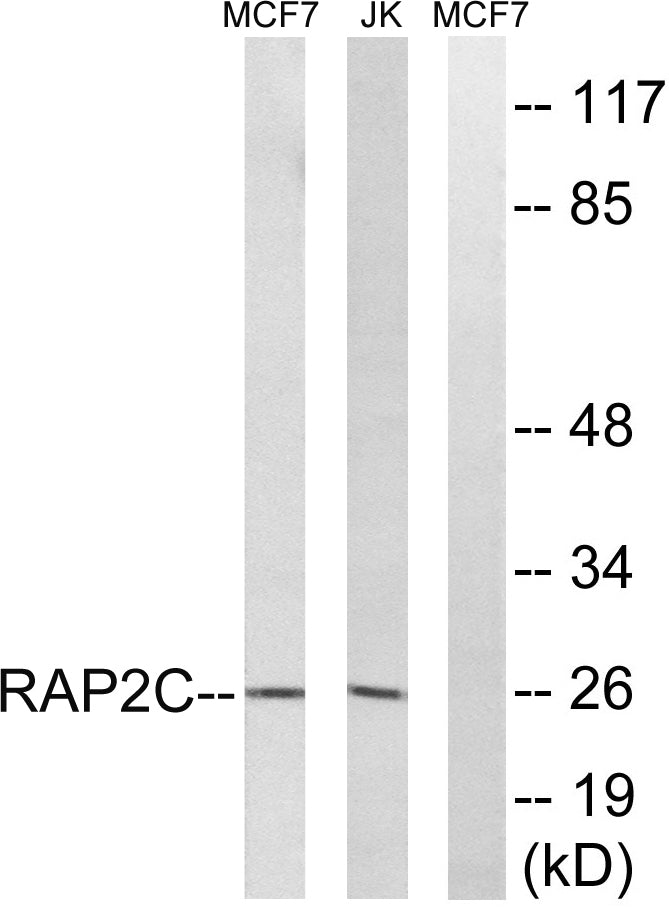 Rap 2C Rabbit Polyclonal Antibody