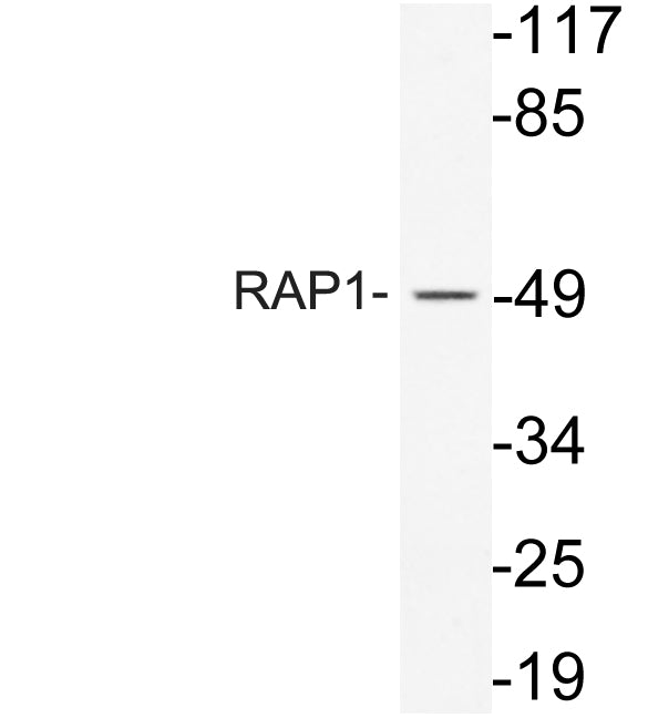 RAP1 Rabbit Polyclonal Antibody