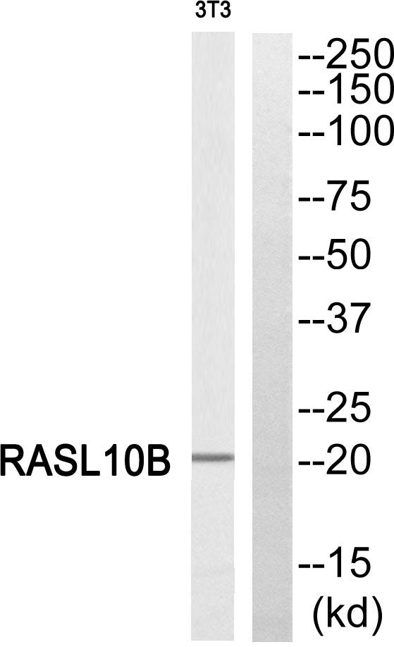 RASL10B Rabbit Polyclonal Antibody