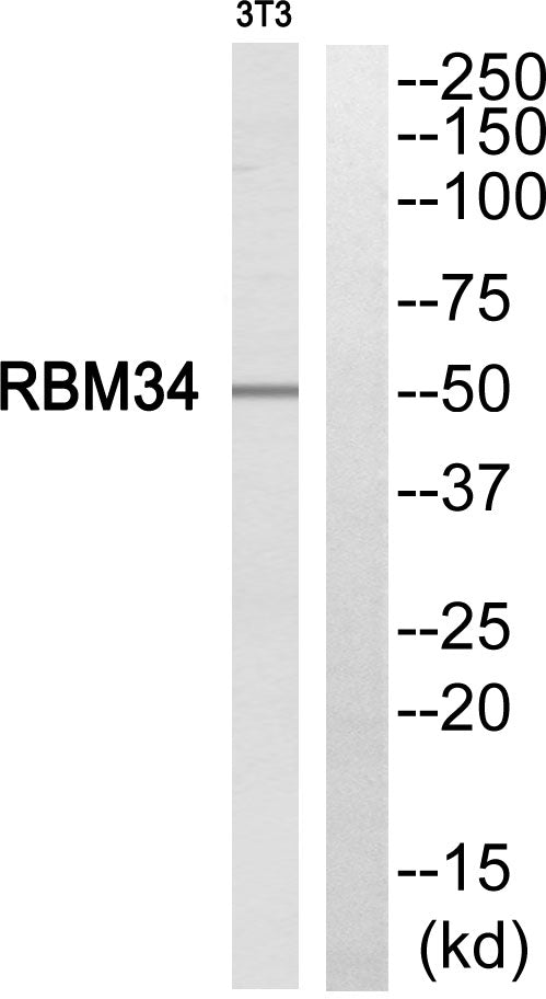 RBM34 Rabbit Polyclonal Antibody