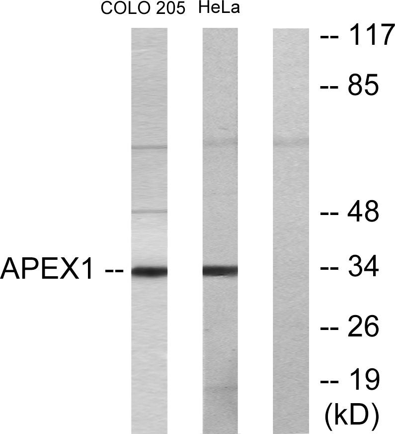Ref-1 Rabbit Polyclonal Antibody