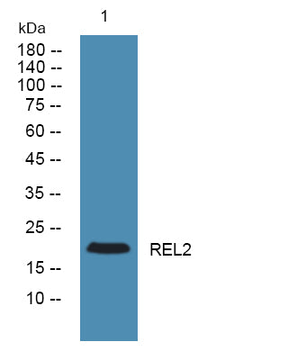 REL2 Rabbit Polyclonal Antibody