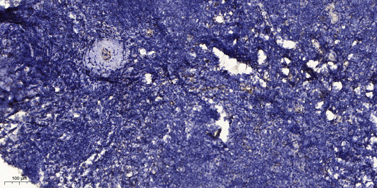 Relaxin 3 Rabbit Polyclonal Antibody