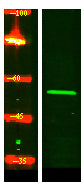 RGF1B Rabbit Polyclonal Antibody