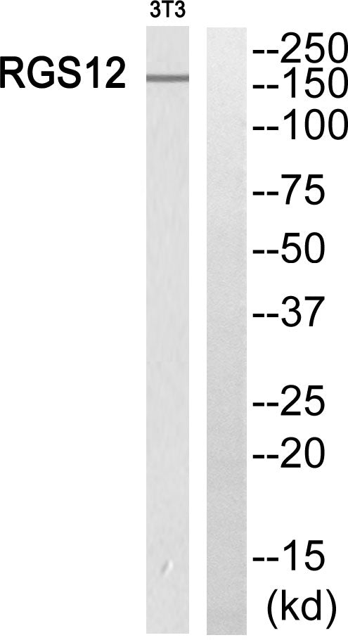 RGS12 Rabbit Polyclonal Antibody