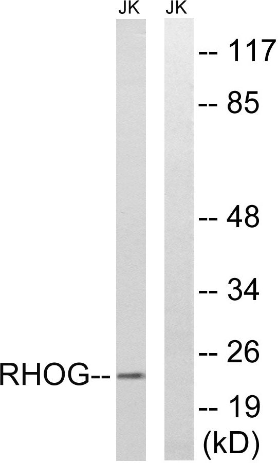 Rho G Rabbit Polyclonal Antibody