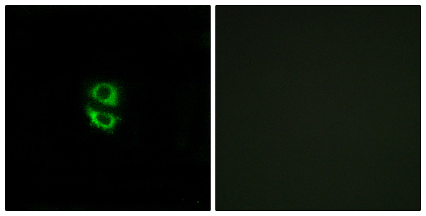 Ribosomal Protein L39 Rabbit Polyclonal Antibody
