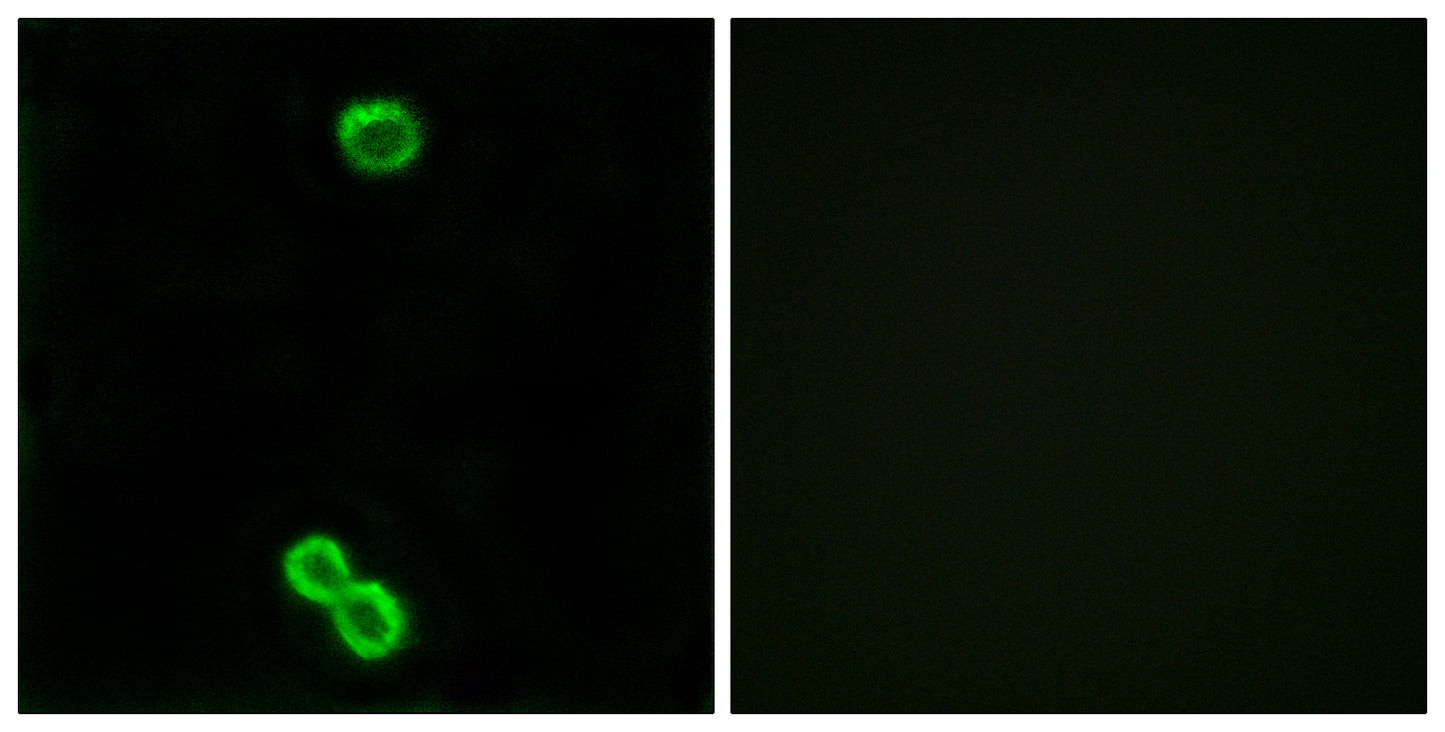 Ribosomal Protein L3L Rabbit Polyclonal Antibody