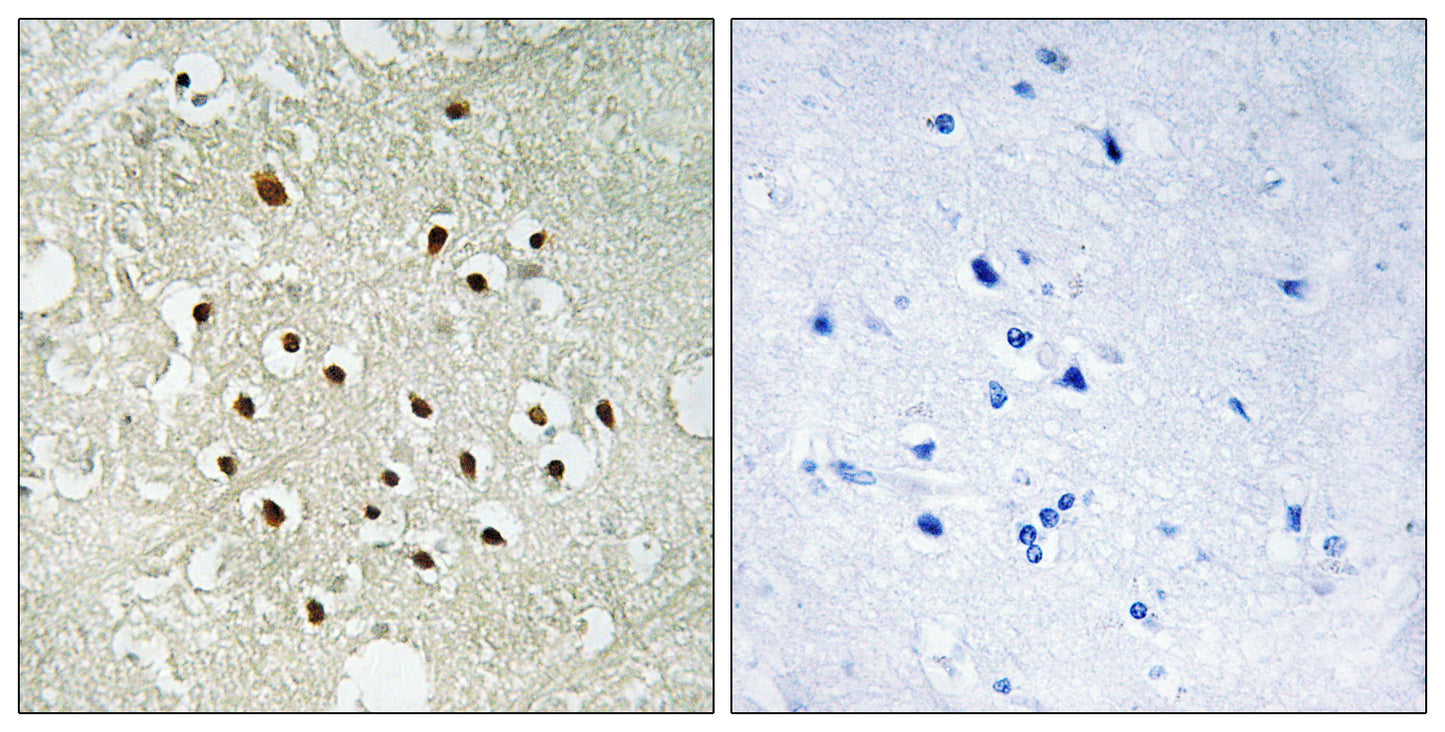 Ribosomal Protein S19BP Rabbit Polyclonal Antibody