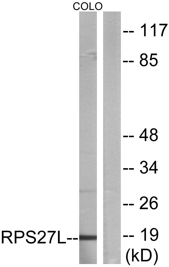 Ribosomal Protein S27L Rabbit Polyclonal Antibody