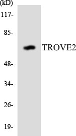 RO60 Rabbit Polyclonal Antibody