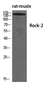 Rock-2 Rabbit Polyclonal Antibody
