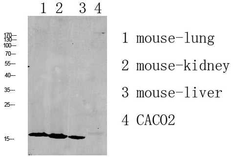 RPL35 Rabbit Polyclonal Antibody