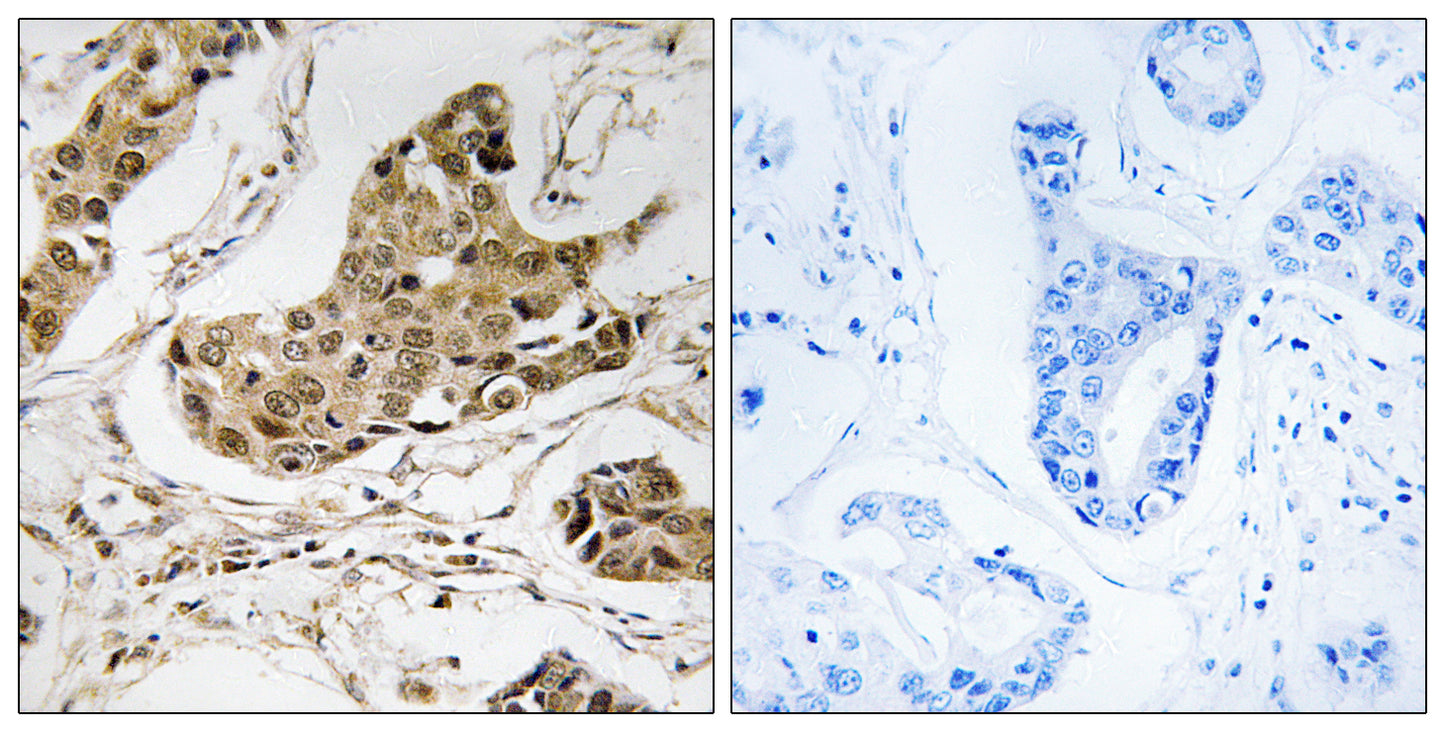RTCD1 Rabbit Polyclonal Antibody
