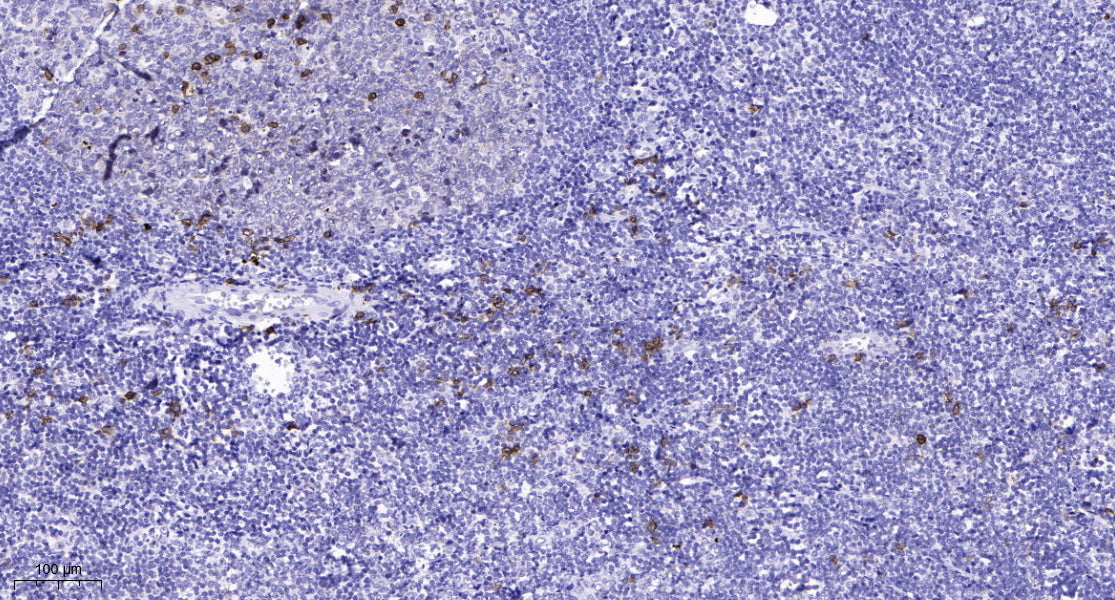 S100G Rabbit Polyclonal Antibody