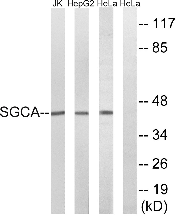Sarcoglycan α Rabbit Polyclonal Antibody