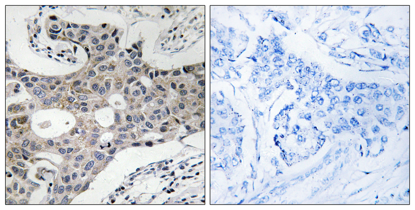 Sec16A Rabbit Polyclonal Antibody