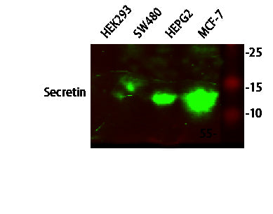 Secretin Rabbit Polyclonal Antibody