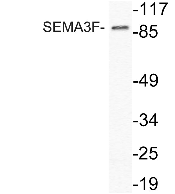 SEMA3F Rabbit Polyclonal Antibody