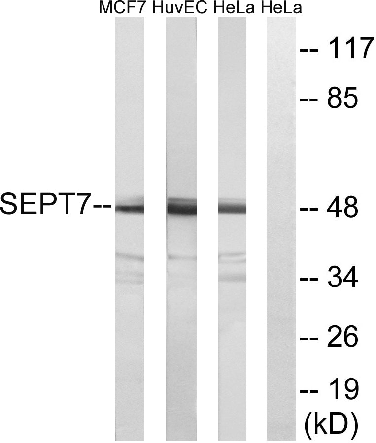 Septin 7 Rabbit Polyclonal Antibody