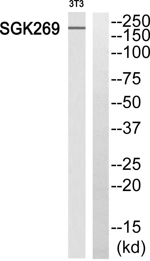 SgK269 Rabbit Polyclonal Antibody