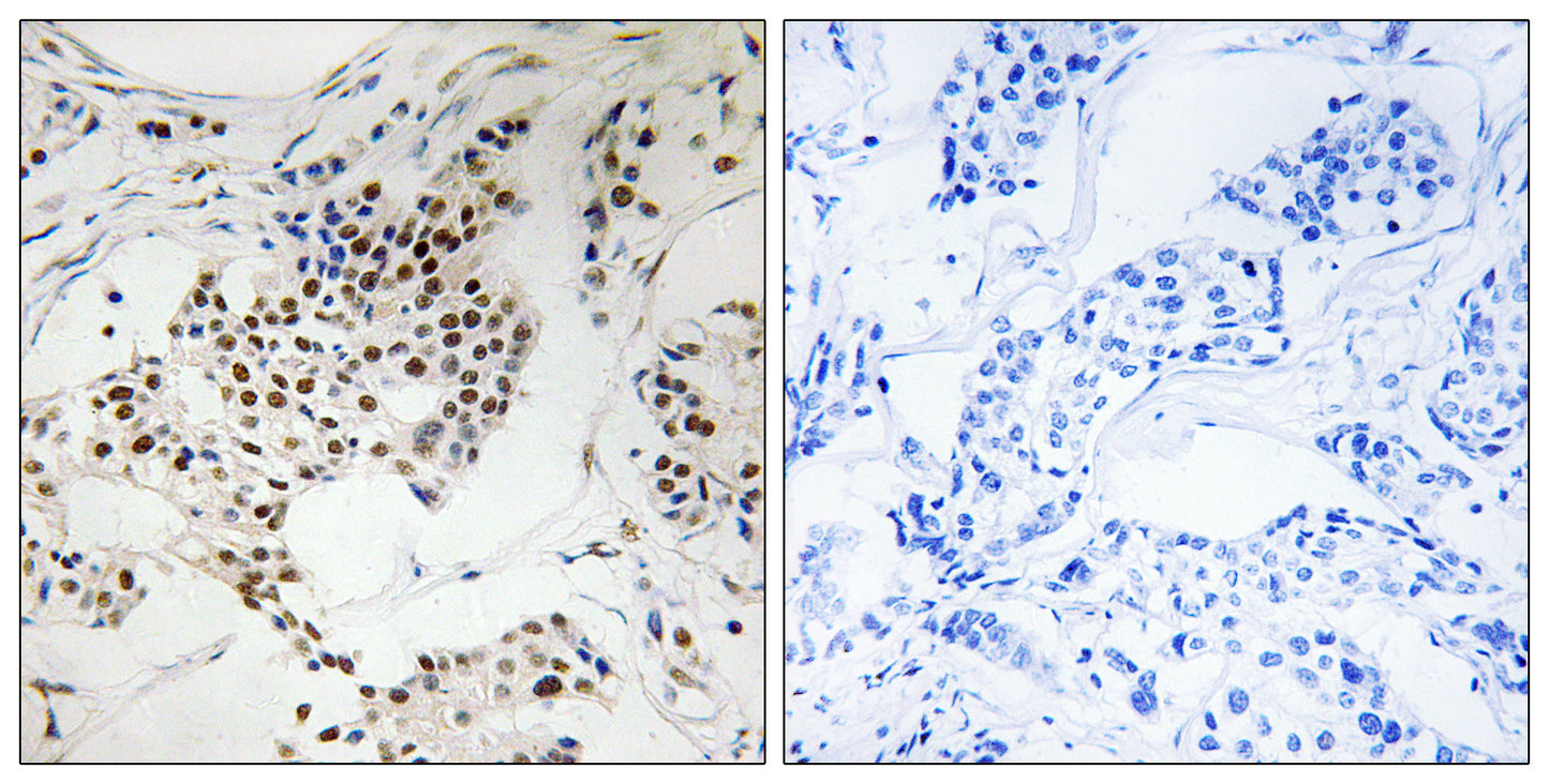 Sgo2 Rabbit Polyclonal Antibody