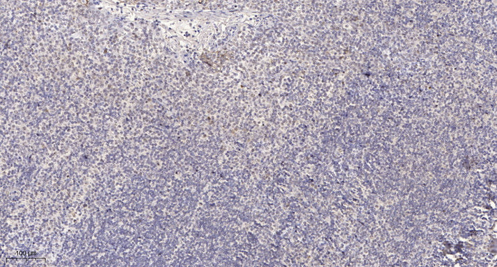 SH2D4A Rabbit Polyclonal Antibody
